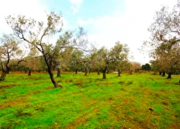 Arsa Alım-Satım 